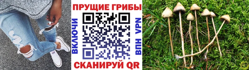 где купить наркоту Ельня Галлюциногенные грибы ЛСД